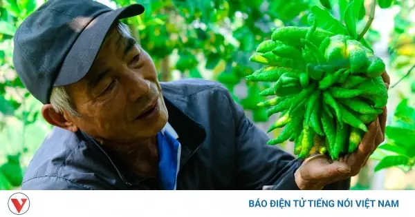 Phật Thủ Đắc Sở - “tết Này Không Hơn Đượctết Qua”