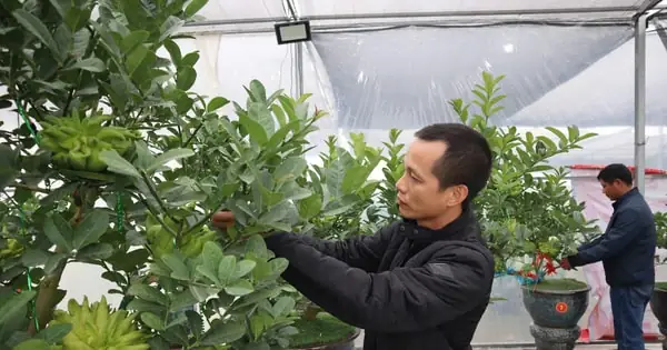 Trồng Phật Thủ Bonsai: Nông Dân Đắc Sở Tăng Thu Vụ Tết