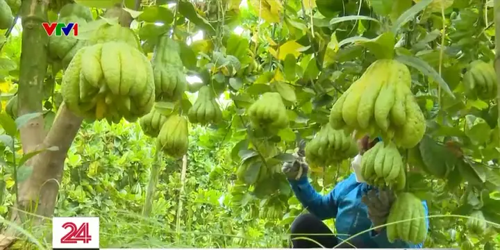 Vựa Phật Thủ Lớn Nhất Miền Bắc Tất Bật Những Ngày Cận Tết - Ảnh 3.