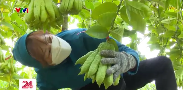 Vựa Phật Thủ Lớn Nhất Miền Bắc Tất Bật Những Ngày Cận Tết - Ảnh 2.