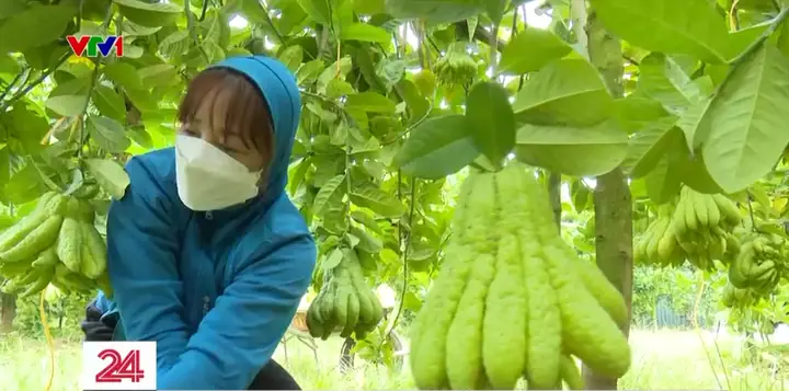 Vựa Phật Thủ Lớn Nhất Miền Bắc Tất Bật Những Ngày Cận Tết - Ảnh 1.