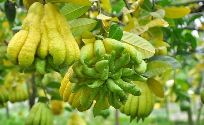 Đặc Điểm Và Công Dụng Chữa Bệnh Của Phật Thủ