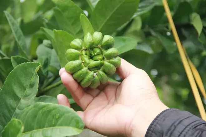 Phật Thủ Tâm An