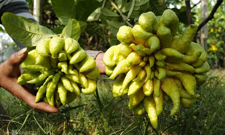 Làng Trồng Phật Thủ Vào Vụ Tết - Báo Vnexpress