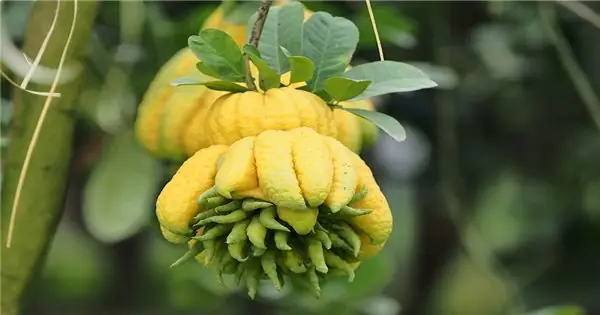 Hướng Dẫn Quy Trình Kỹ Thuật Trồng Và Chăm Sóc Cây Phật Thủ | Dân ...