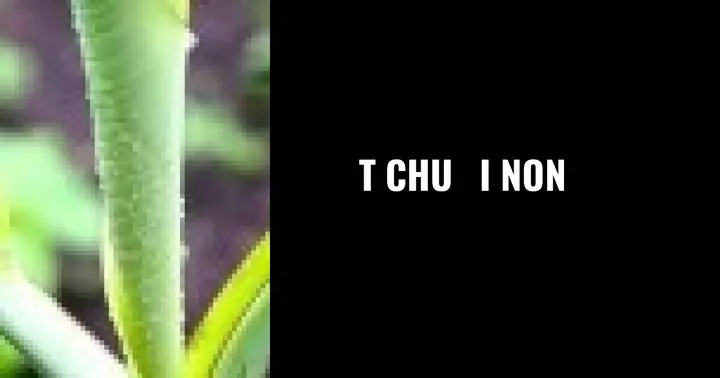 Quyển Sách Hội Tập Kinh Vô Lượng Thọ Của Tịnh Độ Tông Việt Nam ...