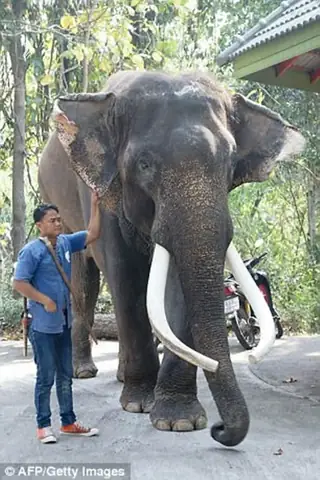 Phim Truy Tìm Tượng Phật