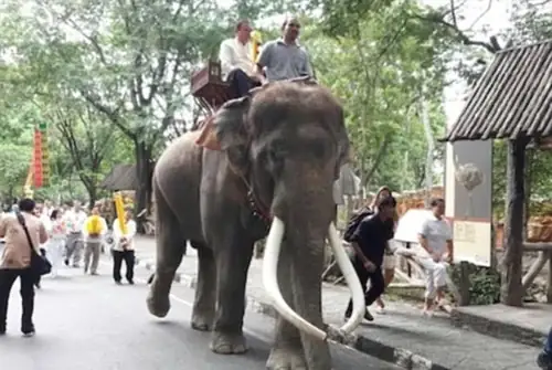 Phim Truy Tìm Tượng Phật