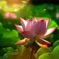 Sức Mạnh Của Niệm Phật