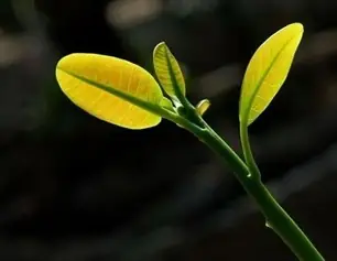 Khái Niệm Thời Gian Trong Phật Giáo | Giác Ngộ Online