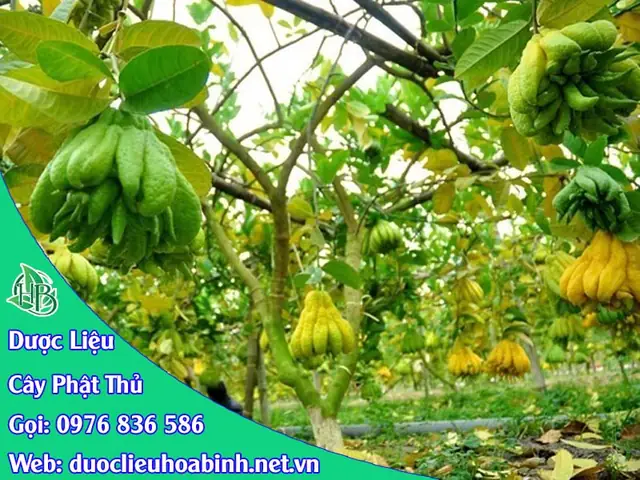 Quả Phật Thủgiúp Tiêu Hoá, Hỗ Trợ Chữa Ho