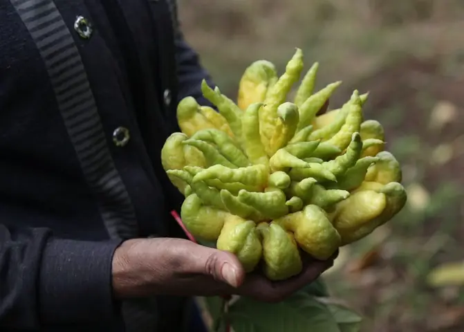 Tượng Trưng Cho Bàn Tay Đức Phật