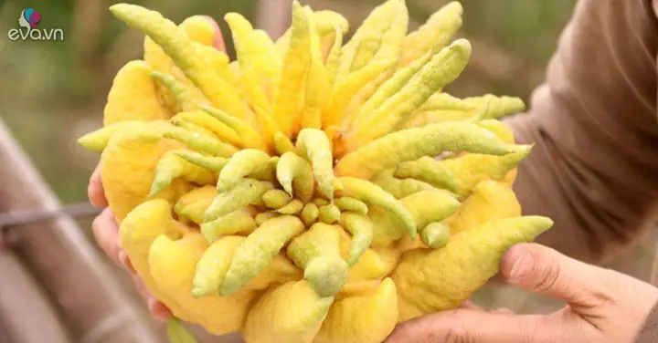 Chọn Quả Phật Thủ Bày Bàn Thờ Muốn Được Tươi Lâu Và Phát Lộc ...