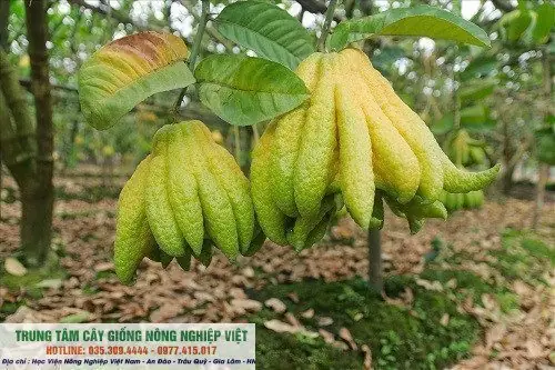 Cây Giống Phật Thủ - Quả Thiêng Bày Bàn Thờ - Shop Cây Giống