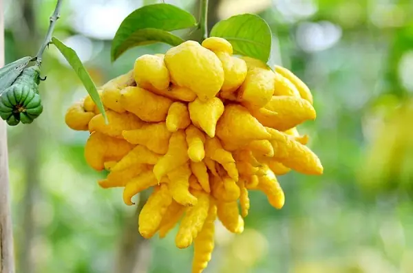 Áp Dụng Cách Ngâm Rượu Giảm Đau Nhức Xương Khớp Tốt Cho Cả ...