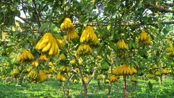 Cây Phật Thủ Trồng Trong Chậu Trưng Tết