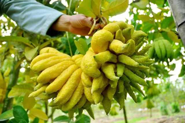 Giadinhnet – Vào Dịp Tết, Phật Thủ Là Loại Quả Được Ưa Chuộng Vì Hình Dáng Bắt Mắt Và Quan Niệm Biểu Trưng Cho "tay Phật". Ngoài Thờ Cúng, Trưng Bày Với Mong Muốn Sẽ Đem Lại Sự May Mắn Cho Năm Mới, Loại Quả Này Còn Có Nhiều Công Dụng Bất Ngờ.