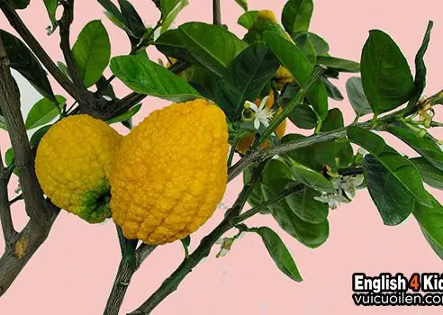 Một Số Loại Rau Củ Quả Khác Trong Tiếng Anh