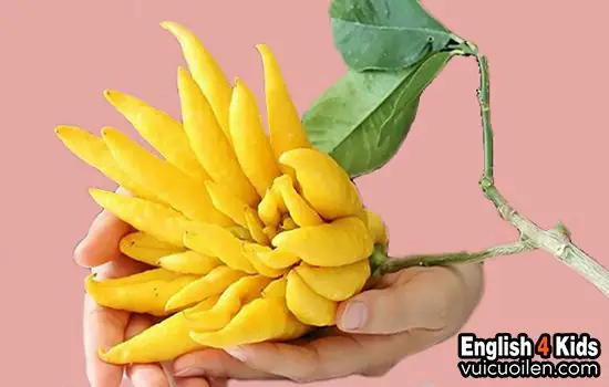 Quả Phật Thủ Tiếng Anh Là Gì