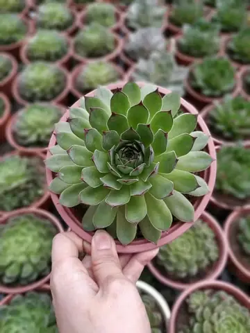 Sen Đá Phật Bà Bụi - Loại Trung