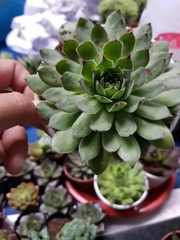 Sen Đá Phật Bà Bụi - Loại Trung