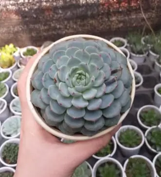 Sen Đá Phật Bà Trắng Cỡ To