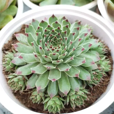 Sen Đá Phật Bà Trắng: Ý Nghĩa, Cách Trồng Và Chăm Sóc Chuẩn Chuyên Gia