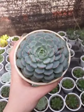 Mua Sen Đá Tại Yeucay.vn