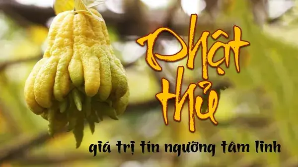 Cây Phật Thủ - Vẻ Đẹp Tâm Linh Giàu Giá Trị Tín Ngưỡng Và Kinh Tế
