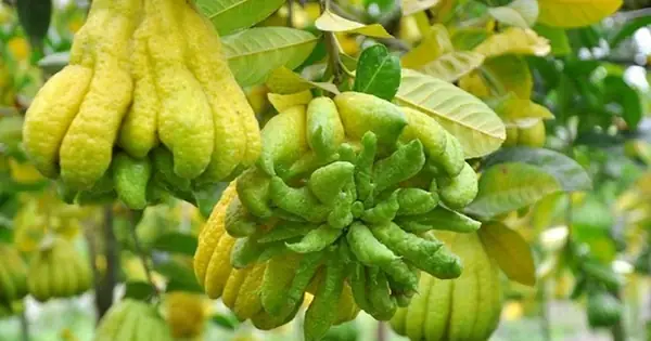 Phật Thủ Chữa Bệnh Gì?