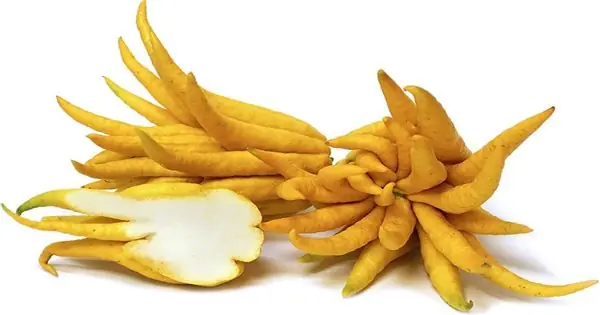 Công Dụng Chữa Bệnh Tuyệt Vời Từ Quả Phật Thủ | Dân Tộc Và Phát Triển