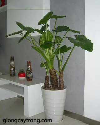 Tai Giống Tai Phật