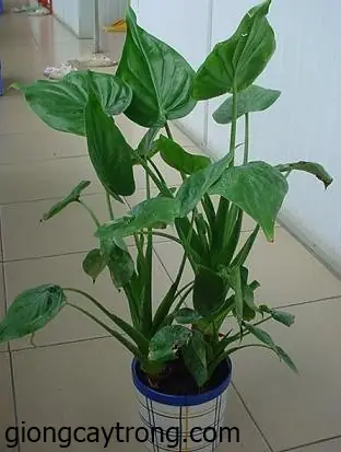 Tai Giống Tai Phật