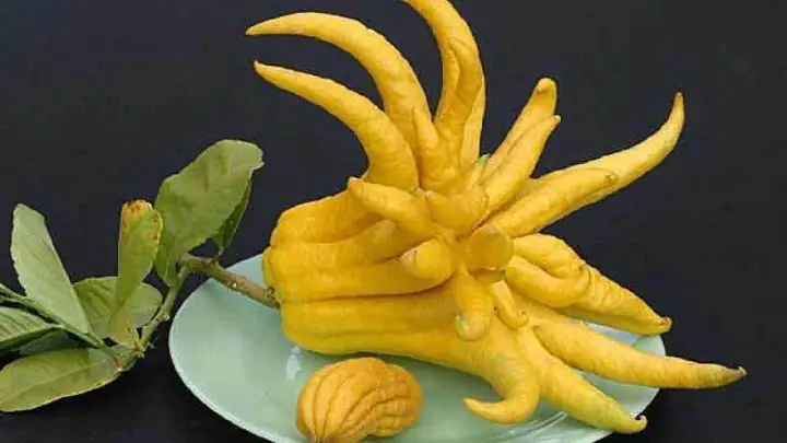 Loại Quả Được Gọi Là Tay Phật, Chuyên Thờ Tết Nhưng Công Dụng ...