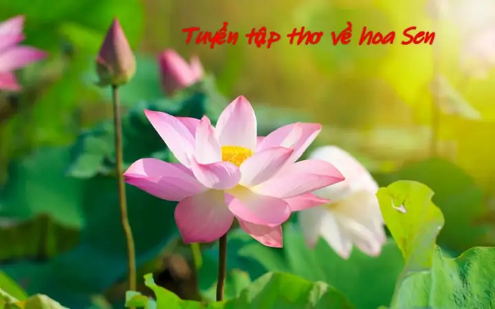 Những Câu Thơ Về Hoa Sen Ngắn Gọn, Dễ Nhớ