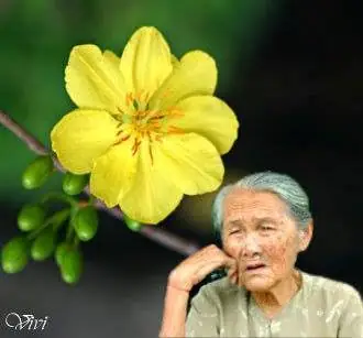 Thơ Phật Giáo Về Mẹ