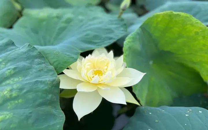 Những Bài Thơ Về Hoa Sen Trắng Với Ý Nghĩa Sâu Sắc