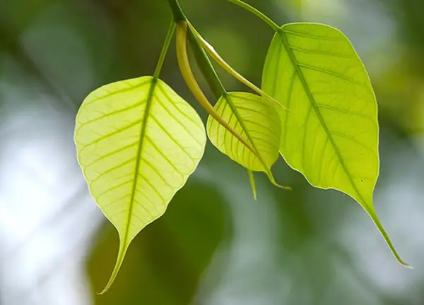 Sự Thật Về Triết Lý Vô Thường Của Phật Giáo