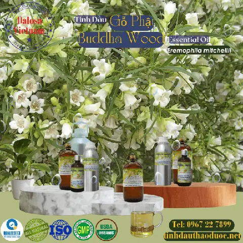 Tinh Dầu Phật Thủ: Cẩm Nang Toàn Diện Về Công Dụng, Cách Dùng Và Lưu Ý An Toàn