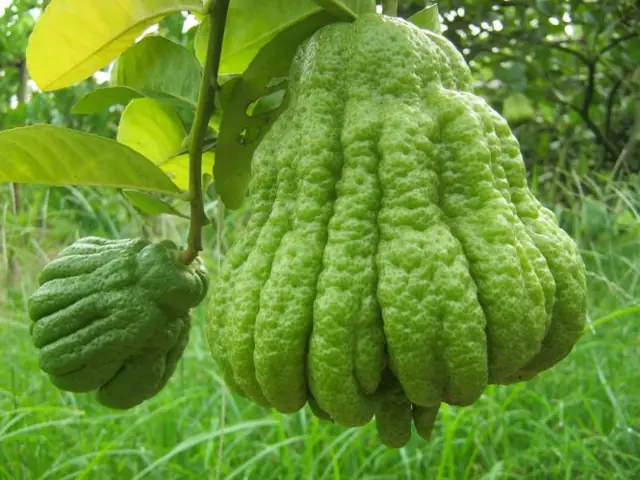 Theo Đông Y, Phật Thủ Vị Cay, Đắng Chua, Tính Ấm, Có Tác Dụng Chỉ Thống, Hóa Đàm, Dùng Chữa Các Chứng Ăn Không Tiêu, Đầy Bụng, Đau Dạ Dày, Đau Gan, Cổ Họng Nghẹn Tắc, Ngực Tức Đầy, Mạng Sườn Trướng Đau…