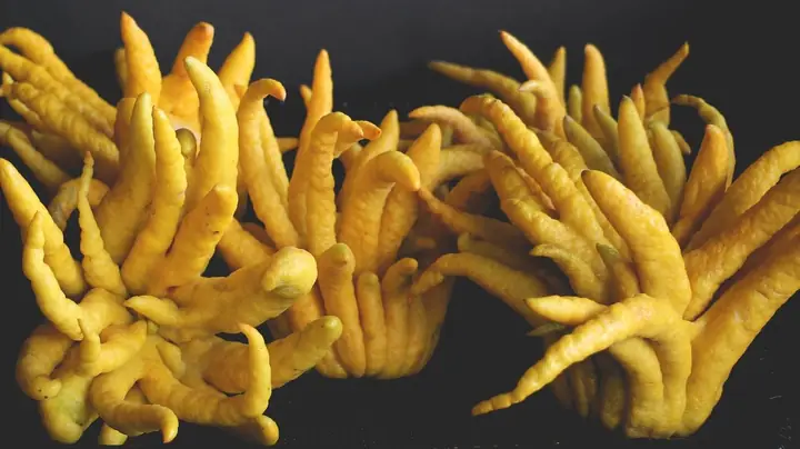 Quả Phật Thủ Có Tác Dụng Gì? Cách Ăn Quả Phật Thủ Không Phải Ai ...