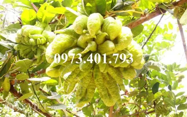 Trang Trại Phật Thủ Tâm An