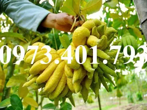 Trang Trại Phật Thủ Tâm An