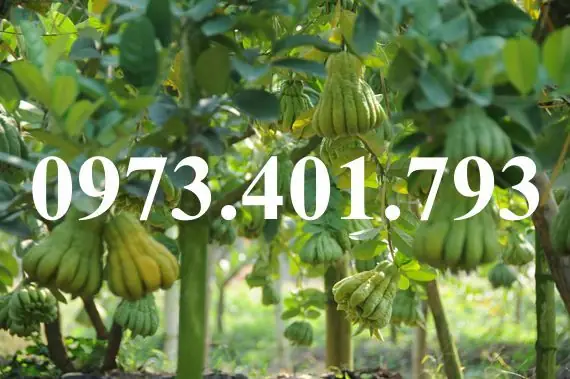 Trang Trại Phật Thủ Tâm An