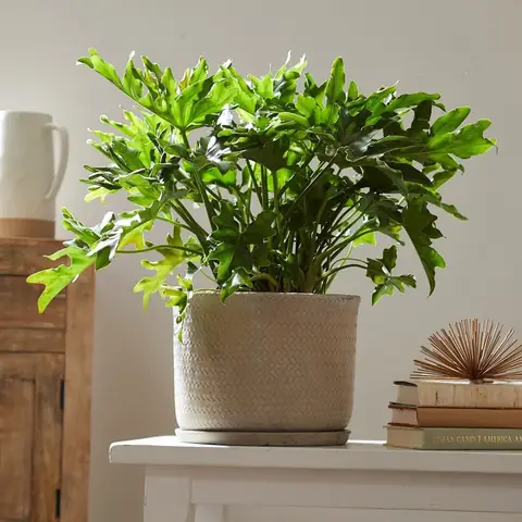 Cã´ng Dá»¥ng Thá»±c Táº¿ Vã Ã½ Nghä©a Cã¢y Tráº§u Bã Tay Pháº­t