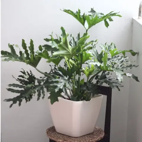 Äáº·c Äiá»m Nháº­n Dáº¡ng Cã¢y Tráº§u Ban Tay Pháº­t