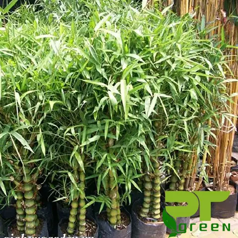 Cách Chăm Sóc Cây Trúc Phật Bà