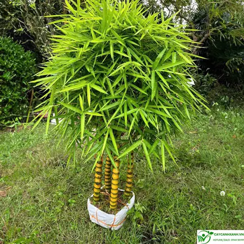 Cây Trúc Phật Bà - Mang Phong Thủy Tốt Cho Ngôi Nhà Của Bạn