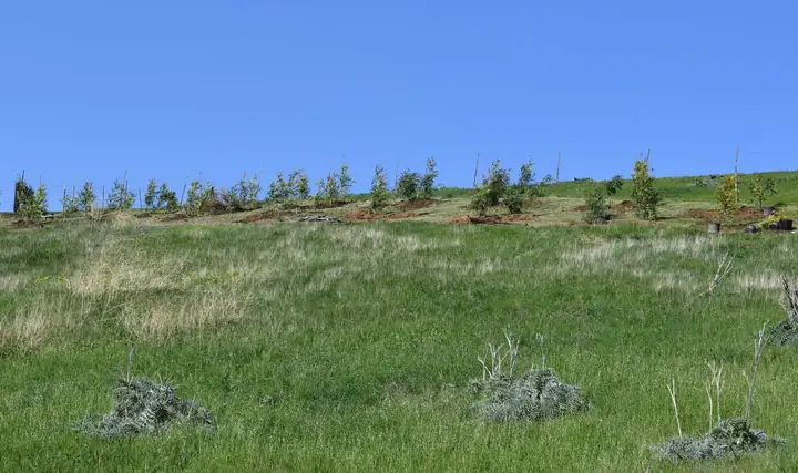 Trung Tâm Phật Giáo Cho Hòa Bình Tại San Jose, Hoa Kỳ.