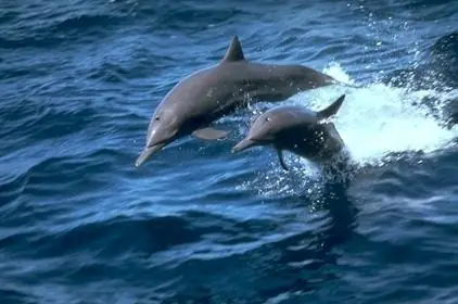 Truyện Ngụ Ngôn Phật Giáo